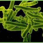La bactérie Mycobacterium tuberculosis