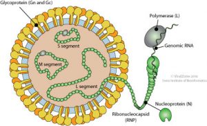 schmallenberg virus