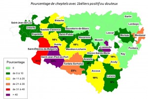 ECB % Cheptels avec 1 bélier positif ou douteux