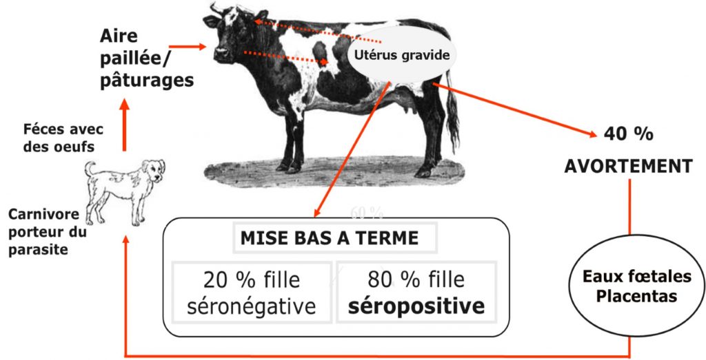 Néosporose types de contamination