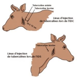 Tuberculines IDS et IDC