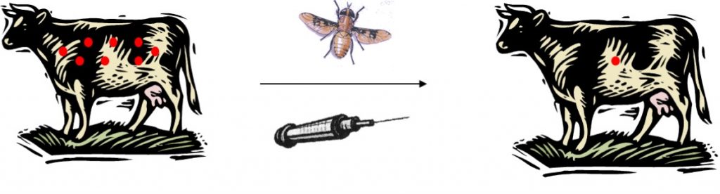 Besnoitiose Transmission