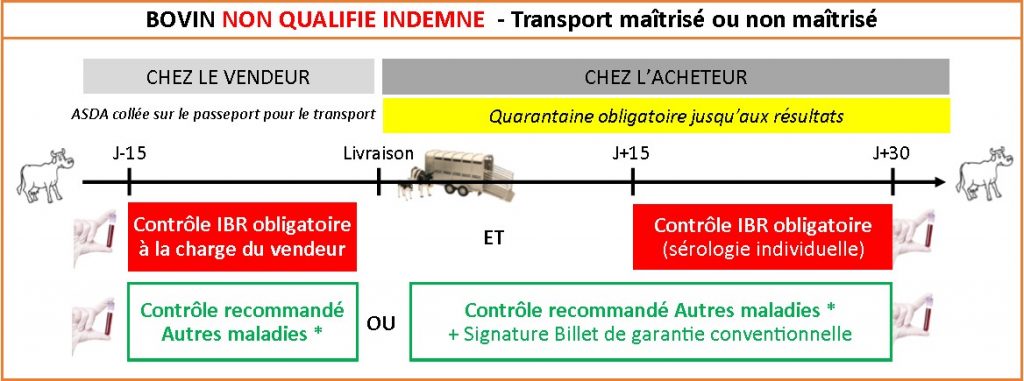 IBR Bovin Non Qualifie Indemne