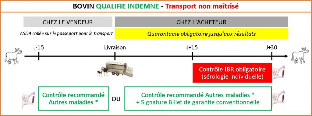 Bovin Qualifié Indemne Transport Non Maîtrisé